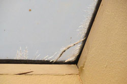 damaged skylight